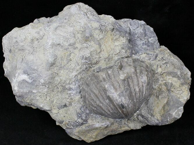 Platystrophia Brachiopod Fossil From Kentucky #21818